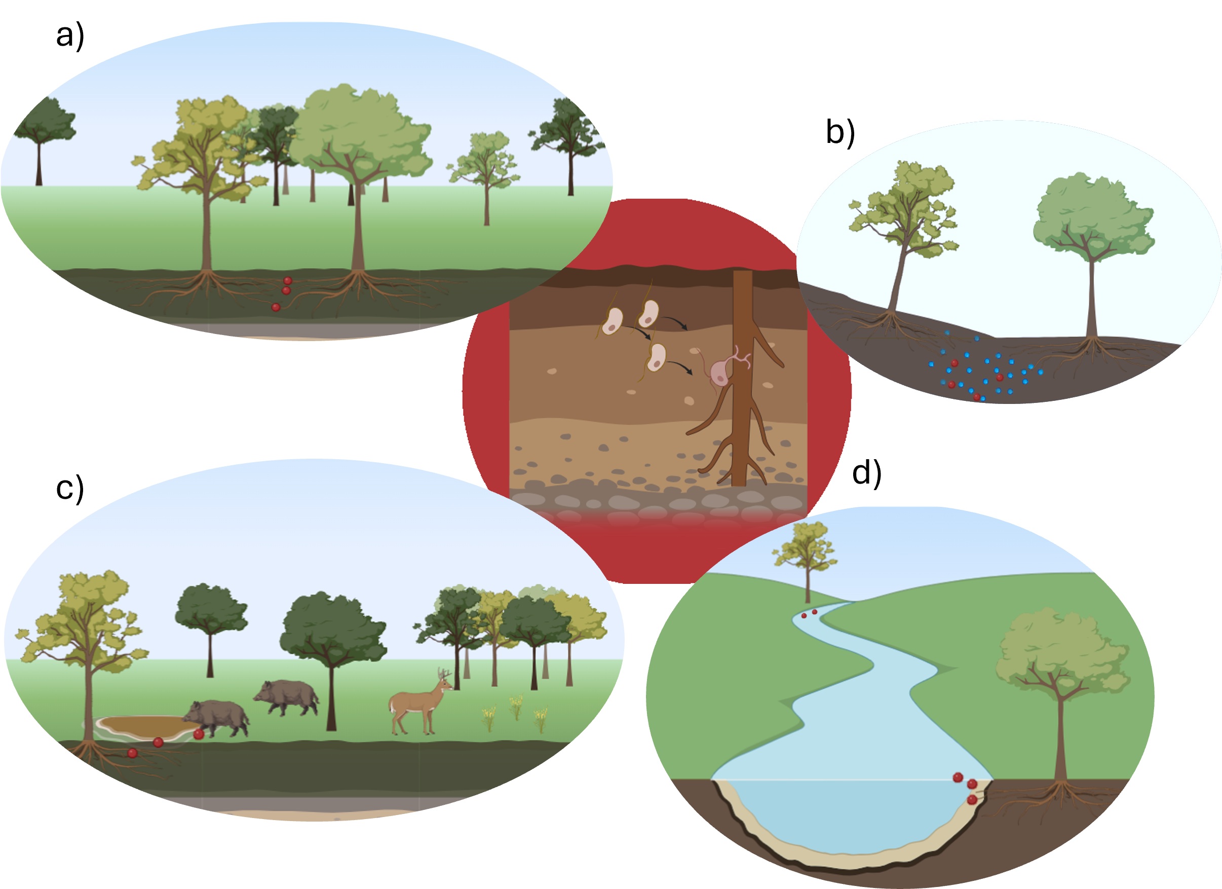 Potential mechanisms of dispersal of Pc